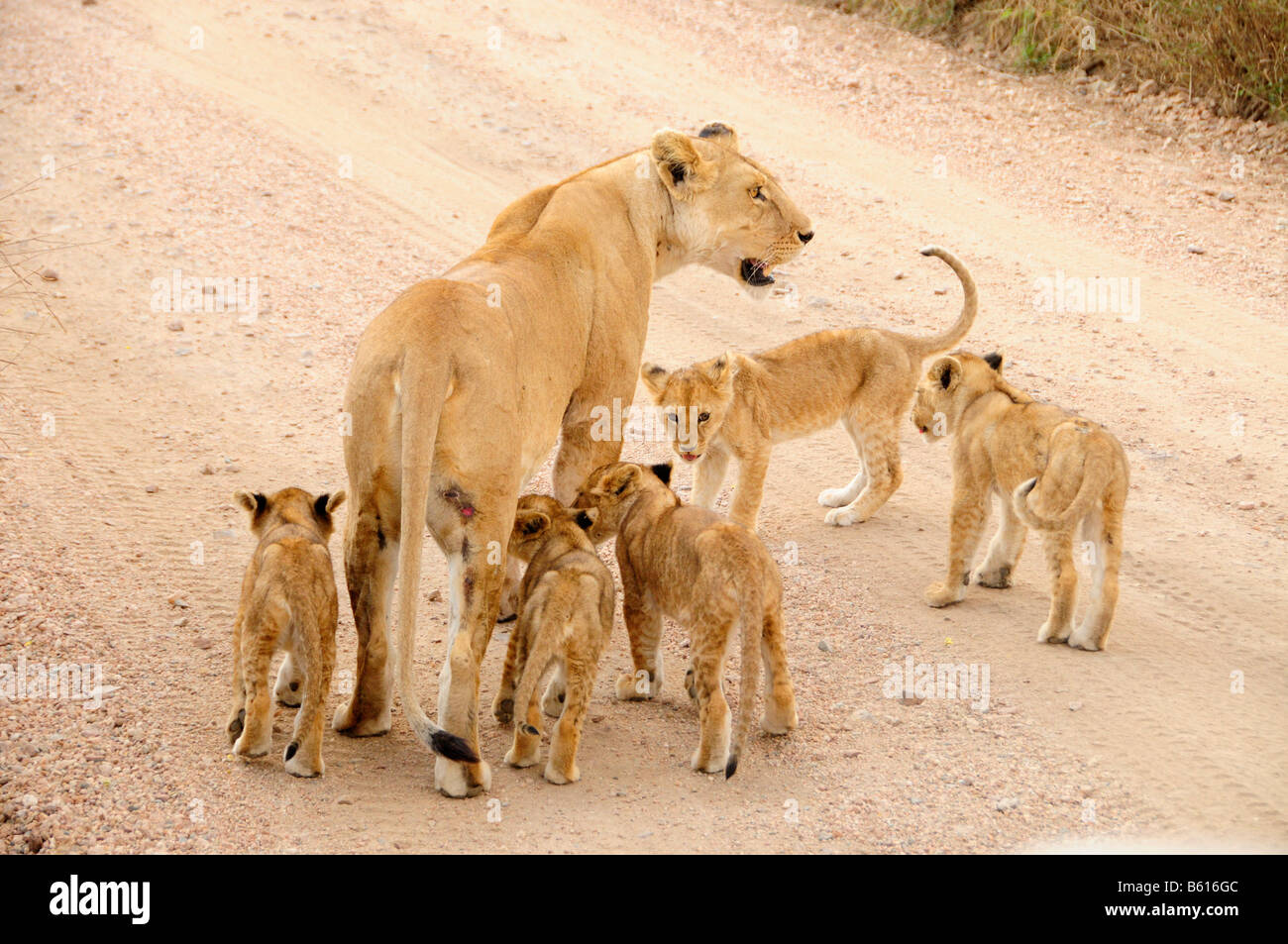 Leonessa (Panthera leo) con i cuccioli, Serengeti National Park, Tanzania Africa Foto Stock