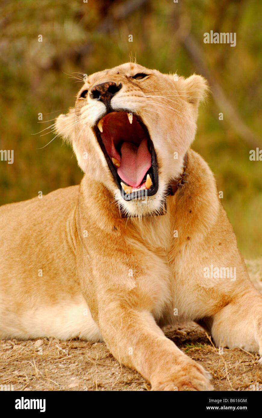 Leonessa (Panthera leo), sbadigli, Serengeti National Park, Tanzania Africa Foto Stock