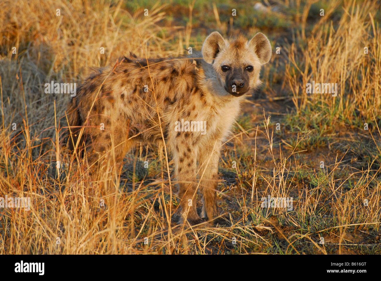 Giovani Spotted Iena o ridere Iena (Crocuta crocuta), cub, nella luce della sera, Serengeti National Park, Tanzania Africa Foto Stock