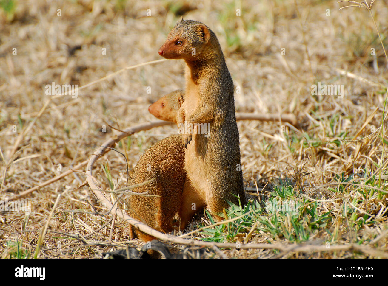 Comune Mongooses Nana (Helogale parvula), il Parco Nazionale del Serengeti, Tanzania Africa Foto Stock