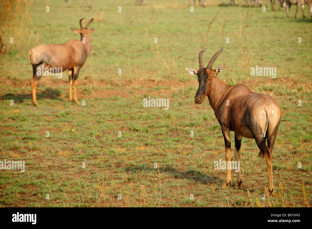 Comune (Tsessebe Damaliscus lunatus), il Parco Nazionale del Serengeti, Tanzania Africa Foto Stock