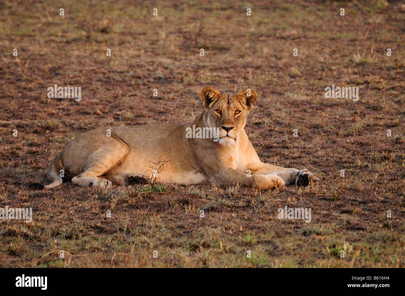 Leonessa (Panthera leo), il Parco Nazionale del Serengeti, Tanzania Africa Foto Stock