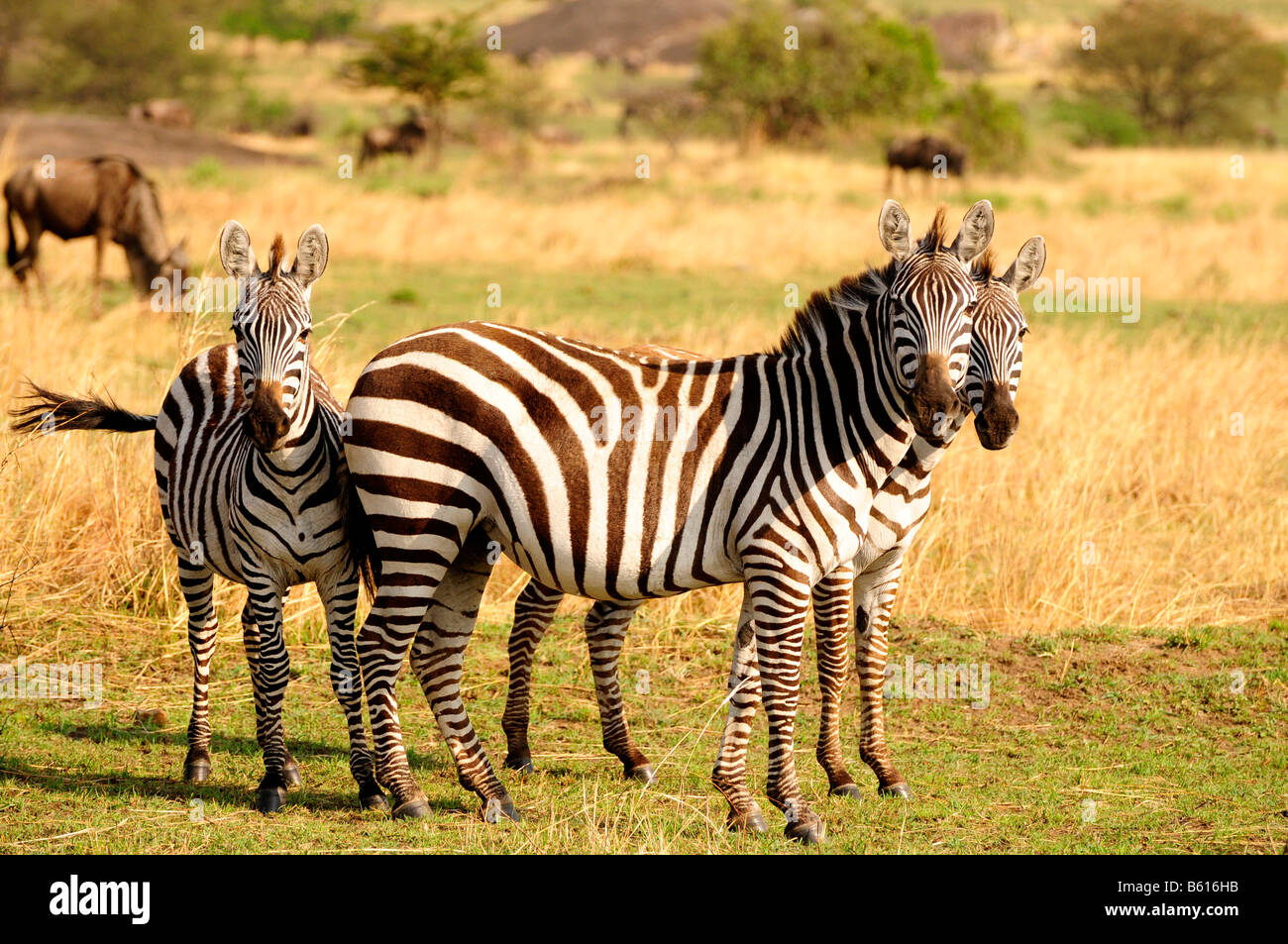 Le pianure Zebra, comune o Zebra Burchell's Zebra (Equus quagga) durante la migrazione, Serengeti National Park, Tanzania Africa Foto Stock