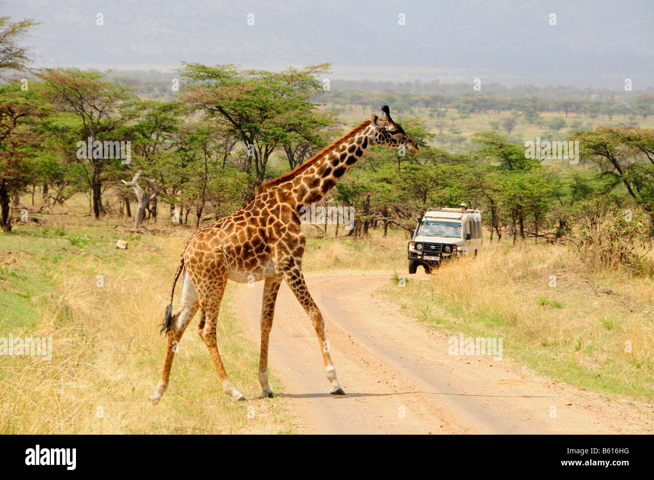 Masai Giraffe (Giraffa camelopardalis tippelskirchi), attraversando una strada sterrata nella parte anteriore di una macchina, Serengeti National Park, Tanzania Foto Stock