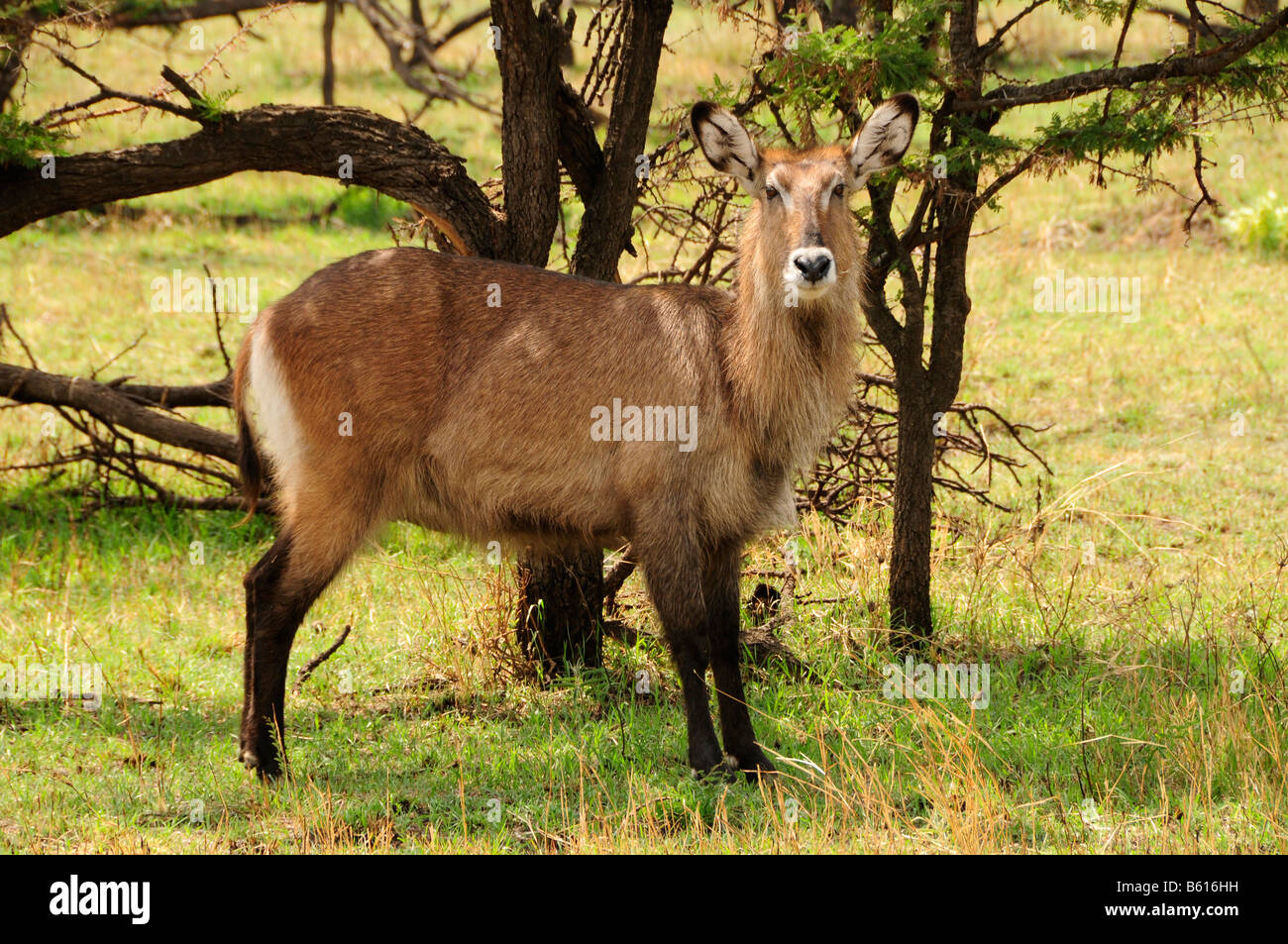 Defassa Waterbuck (Kobus ellipsiprymnus defassa), femmina, Serengeti National Park, Tanzania Africa Foto Stock