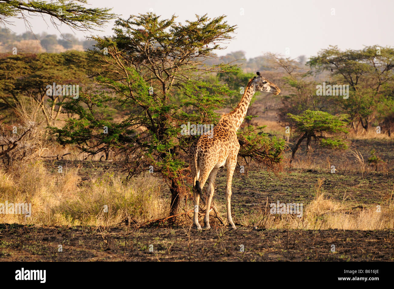 Masai Giraffe (Giraffa camelopardalis tippelskirchi), il Parco Nazionale del Serengeti, Tanzania Africa Foto Stock