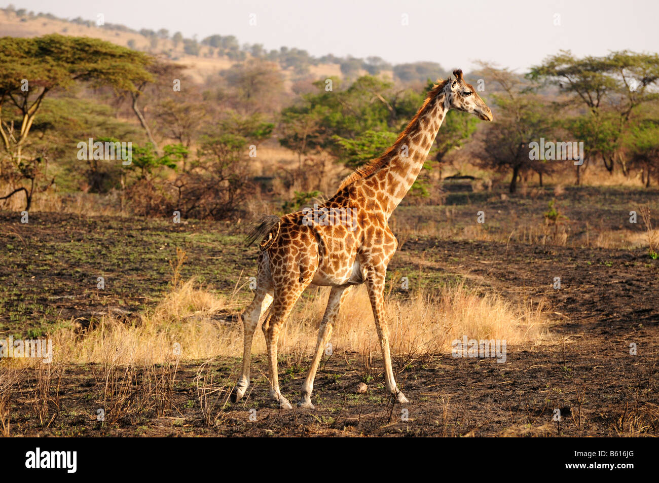 Masai Giraffe (Giraffa camelopardalis tippelskirchi), il Parco Nazionale del Serengeti, Tanzania Africa Foto Stock