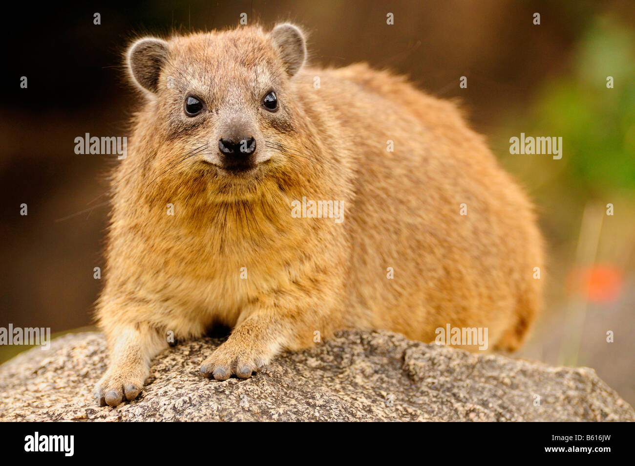 Cape Hyrax, o rock Hyrax, (Procavia capensis), Seronera, Serengeti National Park, Tanzania Africa Foto Stock