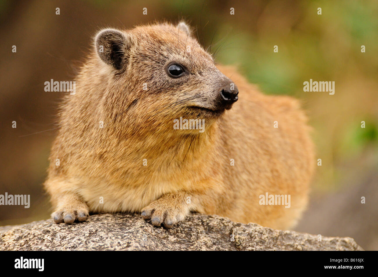 Cape Hyrax, o rock Hyrax, (Procavia capensis), Seronera, Serengeti National Park, Tanzania Africa Foto Stock