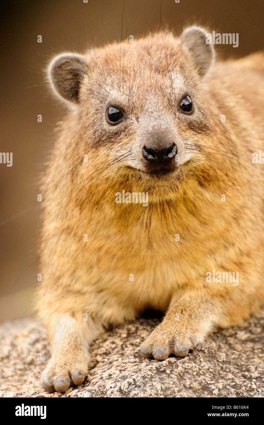 Cape Hyrax o Rock Hyrax (Procavia capensis), Seronera, Serengeti National Park, Tanzania Africa Foto Stock