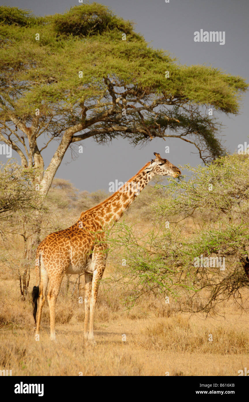 Giraffe (Giraffa camelopardalis tippelskirchi), il Parco Nazionale del Serengeti, Tanzania Africa Foto Stock