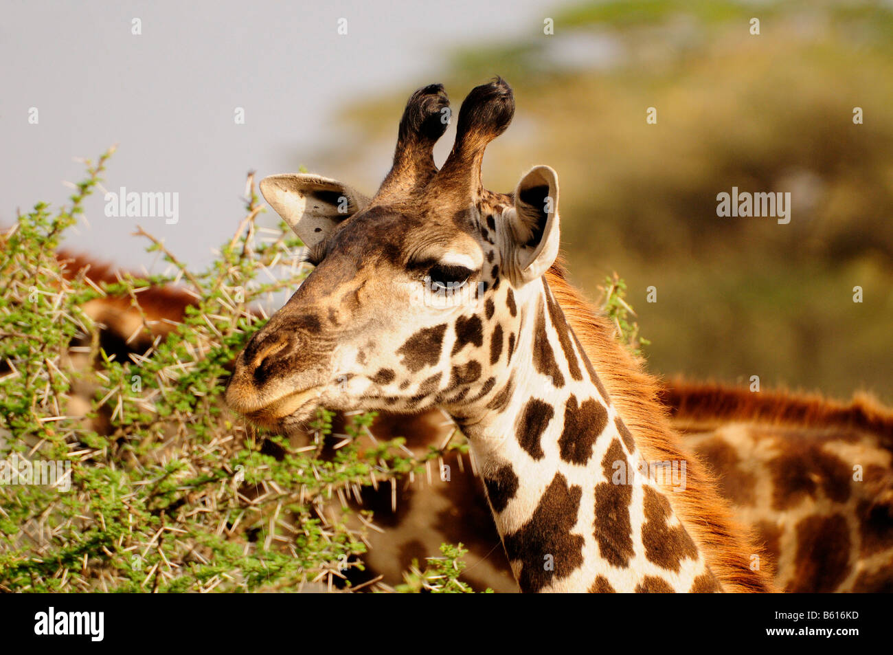 Masai Giraffe (Giraffa camelopardalis tippelskirchi), il Parco Nazionale del Serengeti, Tanzania Africa Foto Stock