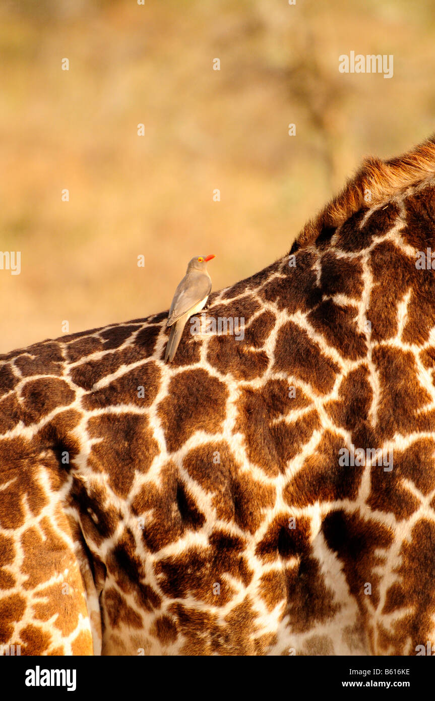 Rosso-fatturati Oxpecker (Buphagus erythrorhynchus) sul retro di un Masai Giraffe (Giraffa camelopardalis tippelskirchi) Foto Stock