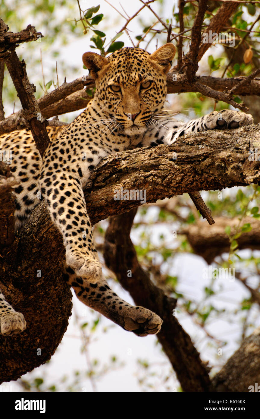 Leopard (Panthera pardus) in una struttura ad albero, vicino Seronera, Serengeti National Park, Tanzania Africa Foto Stock