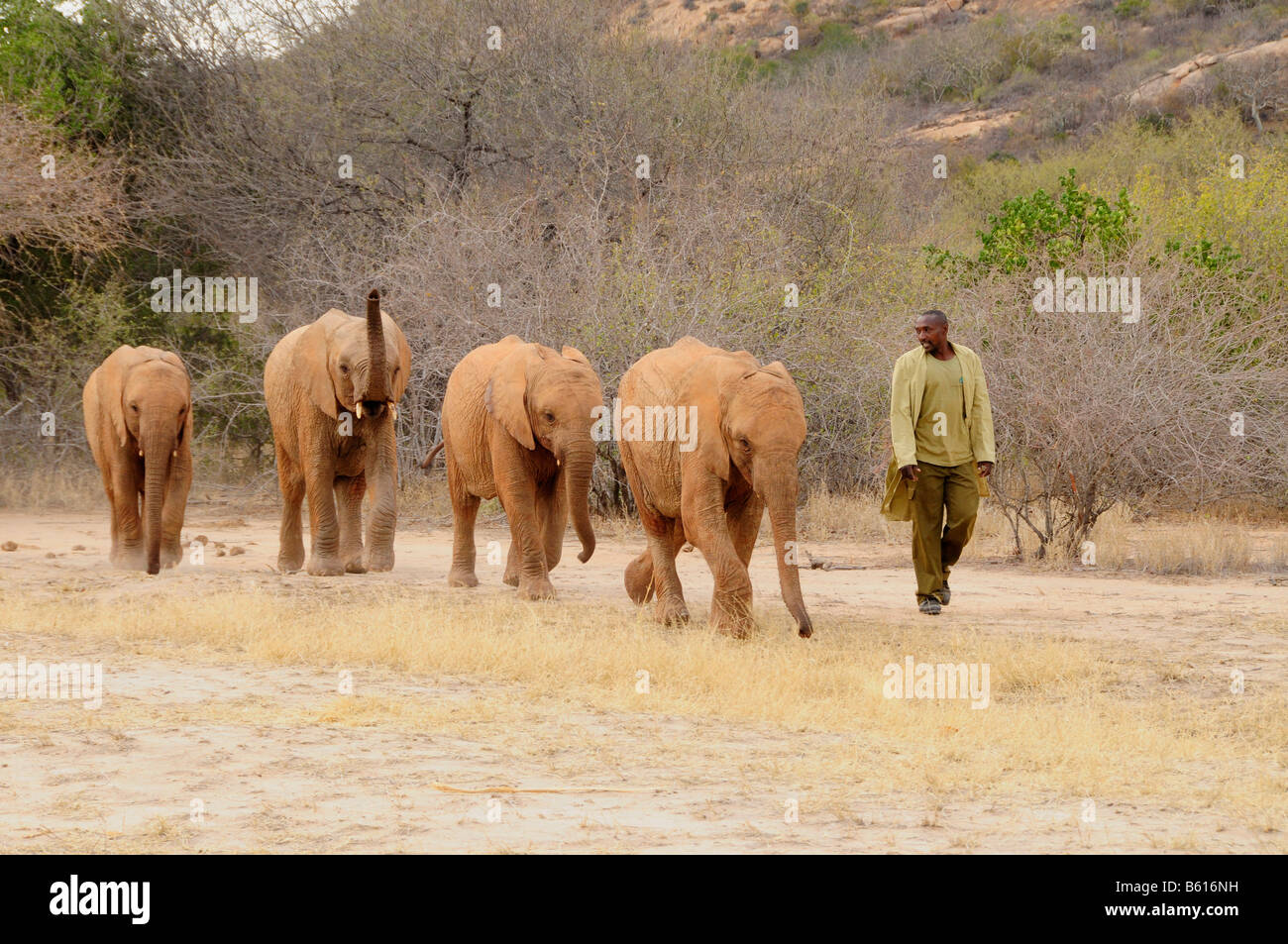 Giovani bush africano Elefante africano (Loxodonta africana) durante la reintroduzione del selvaggio da un lavoratore di David Sheldrick Wildlife Foto Stock