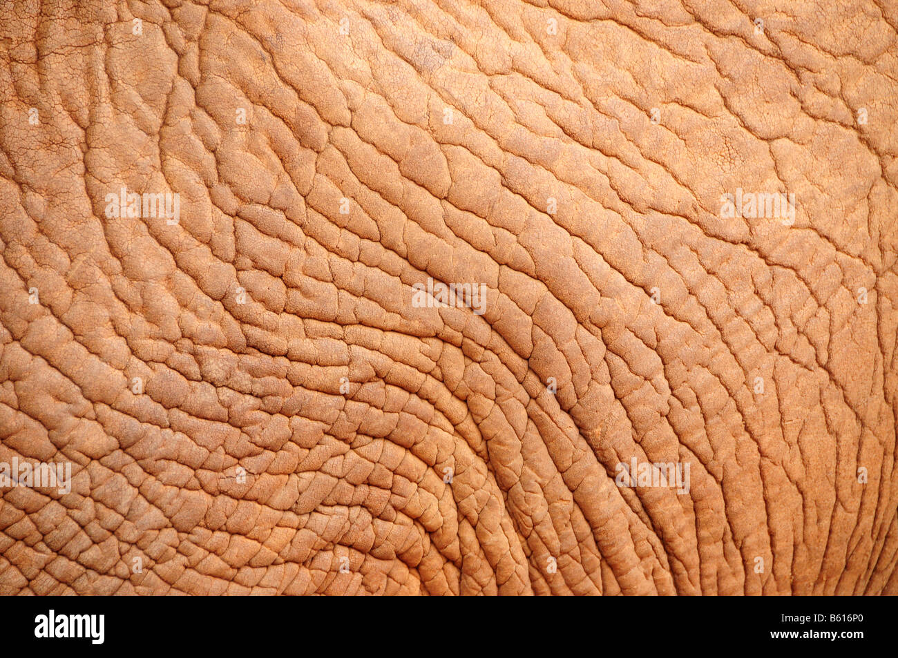 Pelle di un bush africano Elefante africano (Loxodonta africana), parco nazionale orientale di Tsavo, Kenya, Africa Foto Stock