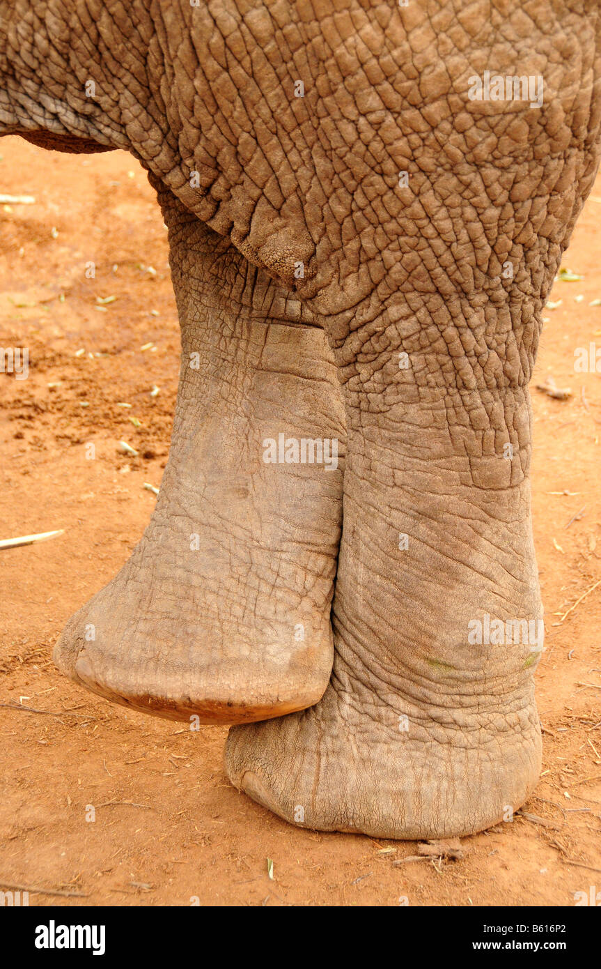 I piedi di un bush africano Elefante africano (Loxodonta africana) in comoda posizione incrociata, parco nazionale orientale di Tsavo, Kenya, Africa Foto Stock