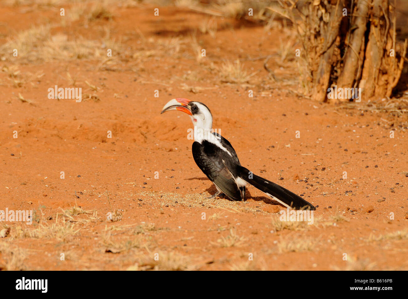 Decken's Hornbill (Tockus deckeni), parco nazionale orientale di Tsavo, Kenya, Africa Foto Stock