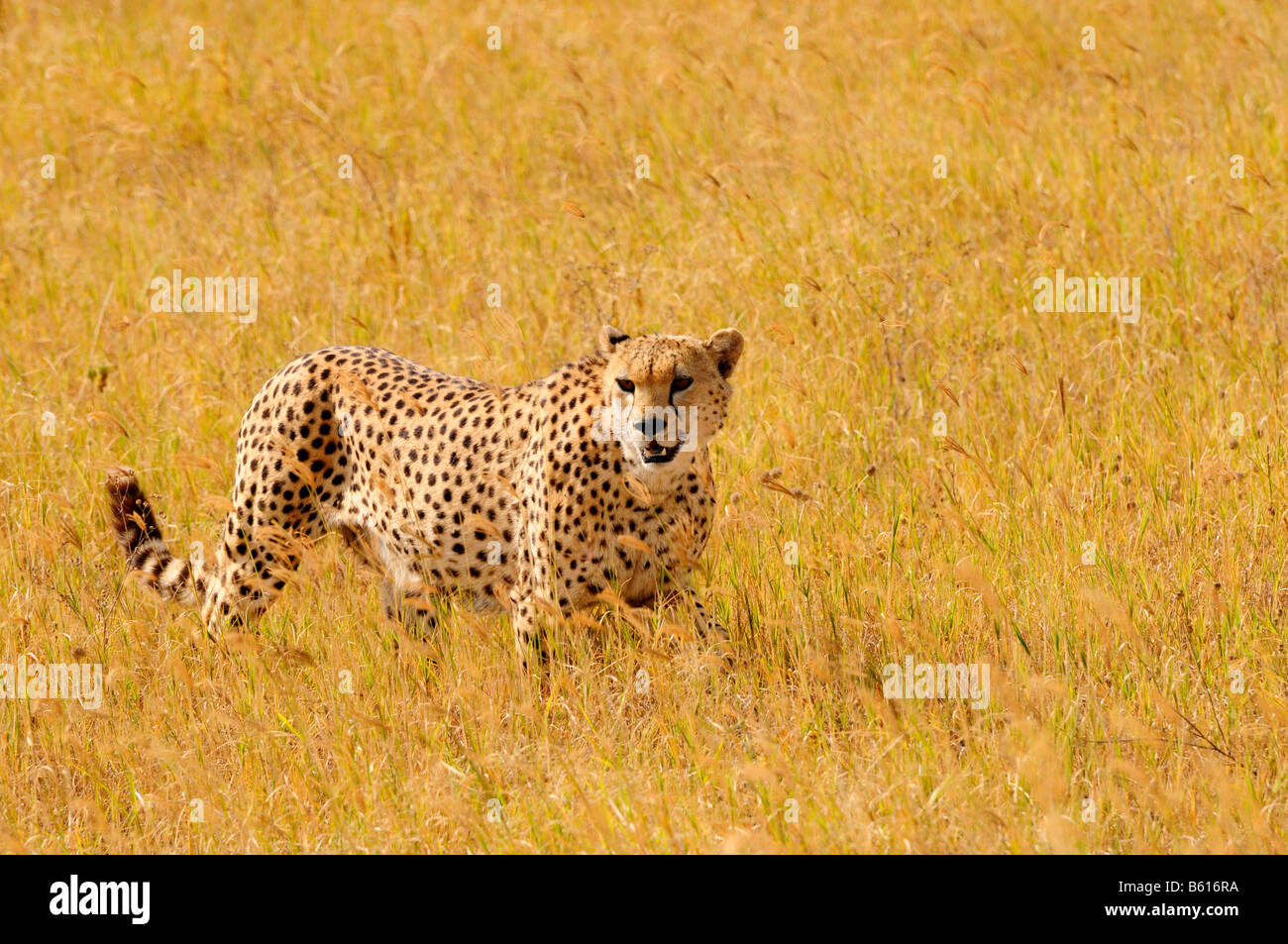 Maschio di ghepardo (Acinonyx jubatus), il cratere di Ngorongoro, Ngorongoro Conservation Area, Tanzania Africa Foto Stock