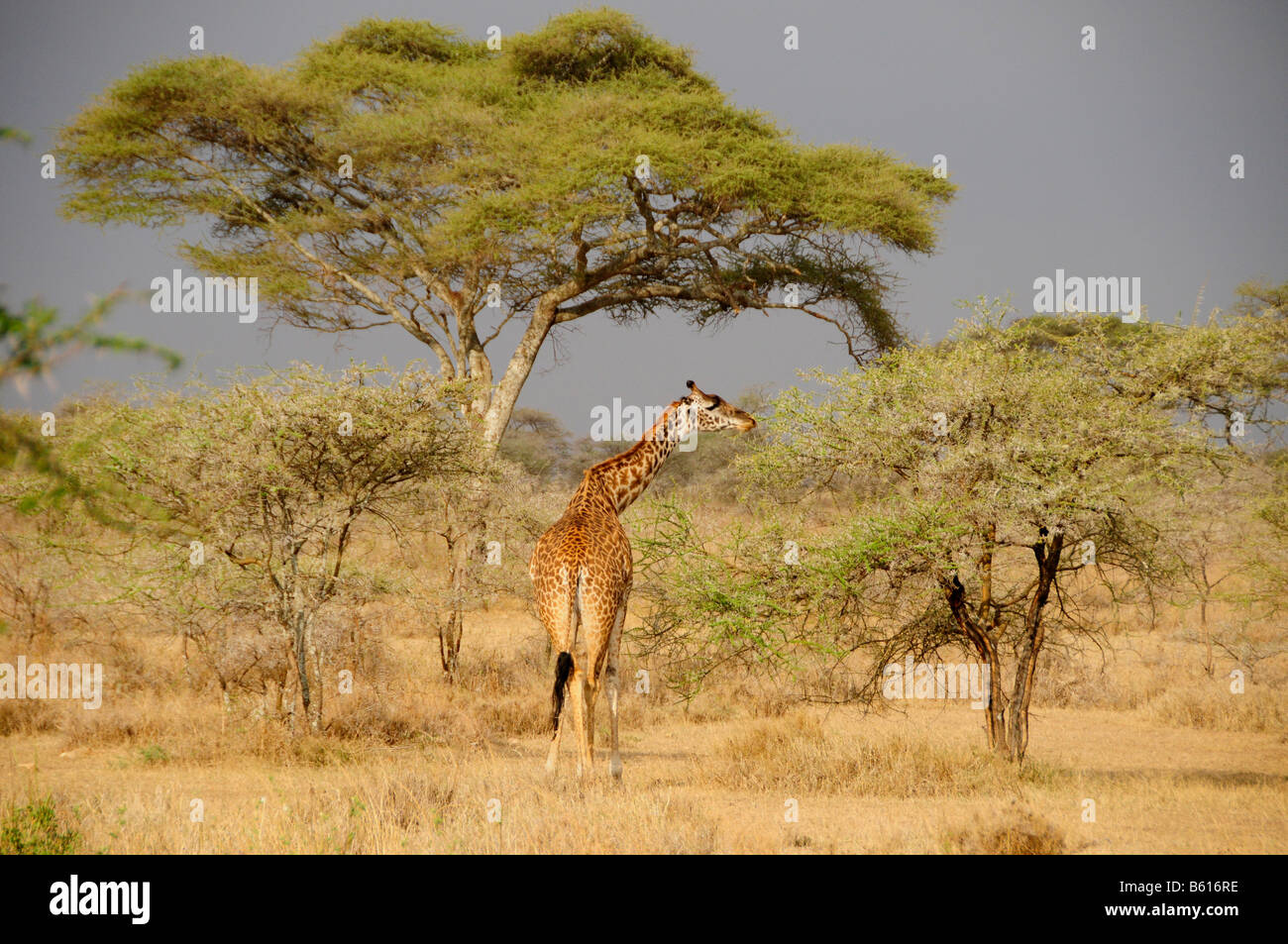 Masai Giraffe (Giraffa camelopardalis tippelskirchi), il Parco Nazionale del Serengeti, Tanzania Africa Foto Stock