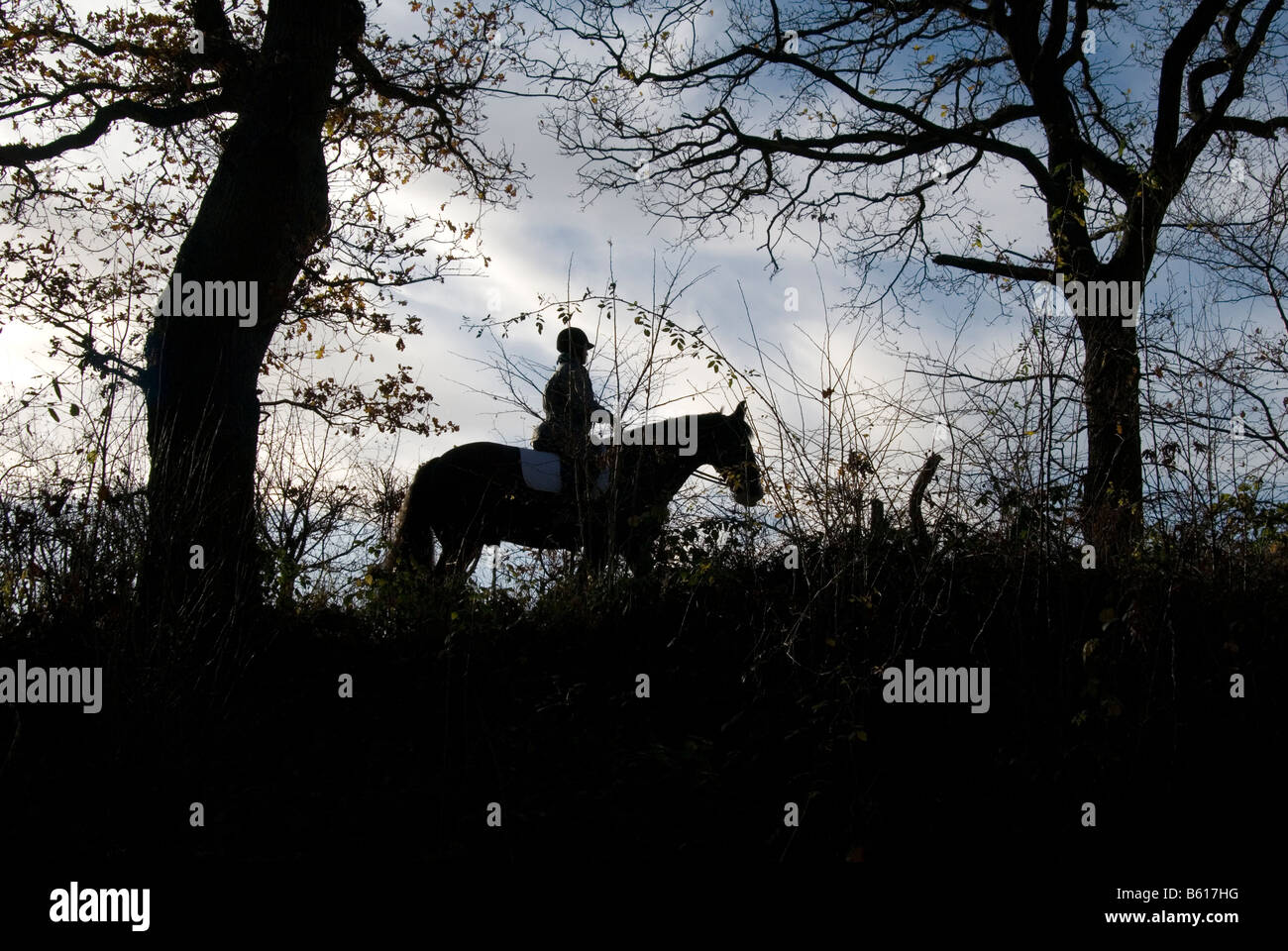 La silhouette di una persona su un cavallo un percorso attraverso la leaveless alberi su una soleggiata sera Foto Stock