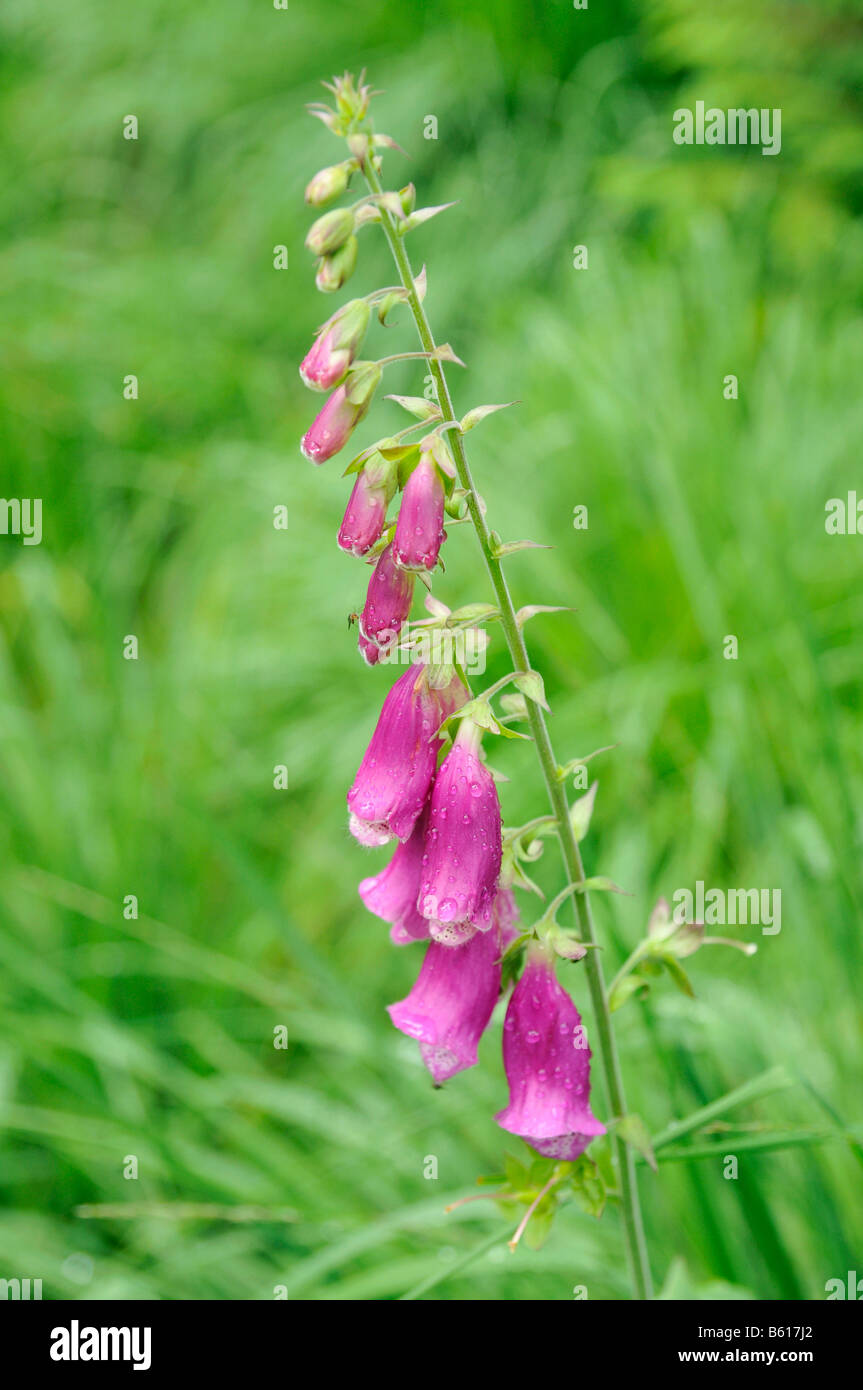 Foxglove comune, Viola Foxglove o Lady del guanto (Digitalis purpurea) Foto Stock