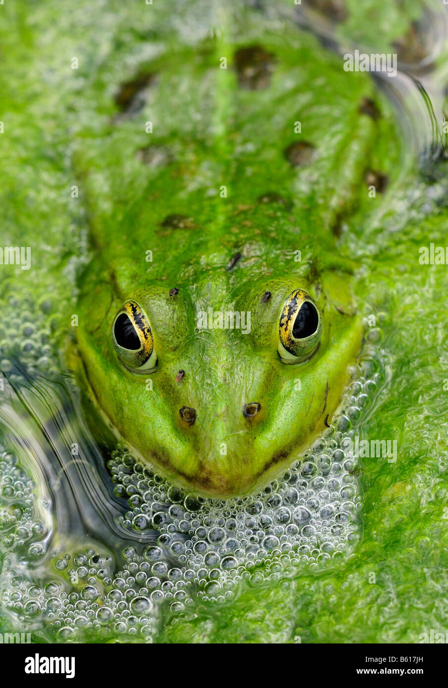 Rana Verde (Rana kl. esculenta, Pelophylax kl. esculentus), seduti in acqua Foto Stock