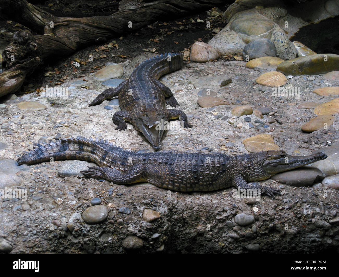 Australian coccodrillo di acqua dolce (Crocodylus johnsoni), chiamato anche Freshie, in un zoo in Europa. Foto Stock