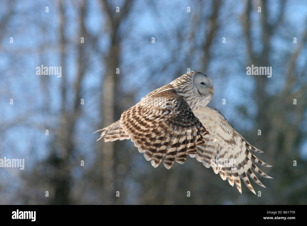 Ural allocco (Strix uralensis) Foto Stock