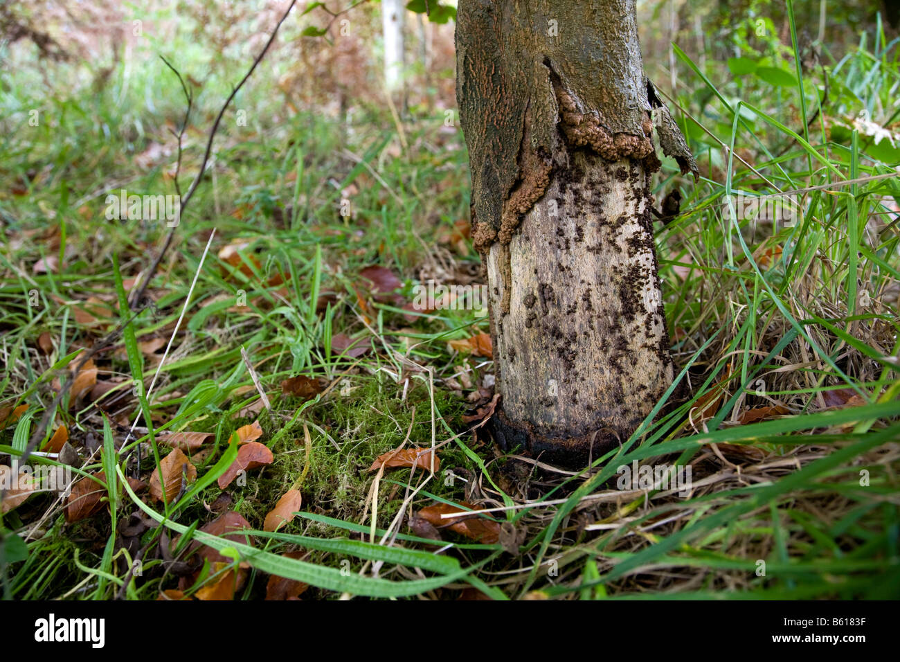 Tronco di albero danneggiato da coniglio legno trenant Cornovaglia Foto Stock