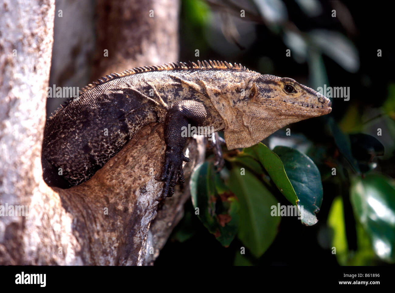 Spinosa nero-tailed Iguana o nero (Iguana Ctenosaura similis), femmina, Parco Nazionale di Manuel Antonio, Costa Rica Foto Stock