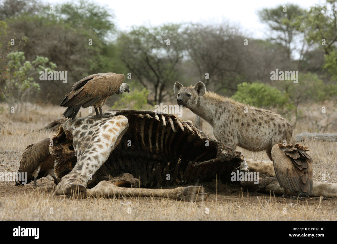 Spotted hyaena crocuta crocuta singolo adulto guardando un avvoltoio del capo su una carcassa giraffe Foto Stock