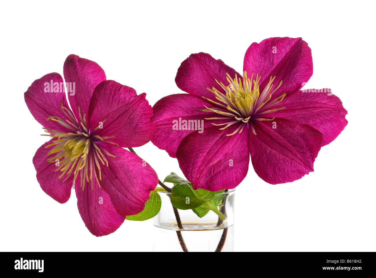 Viola la clematide (Clematis) Fiori Foto Stock