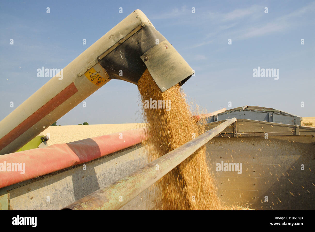 Mietitrebbia di grani di scarico in un tumbril, raccolto di grano Foto Stock