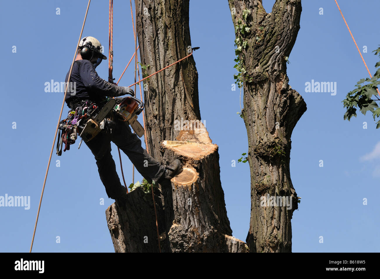 Aborist, fissata con funi, tenendo un chainsaw, arrampicata corda di tecnologia per la cura degli alberi di grandi dimensioni Foto Stock