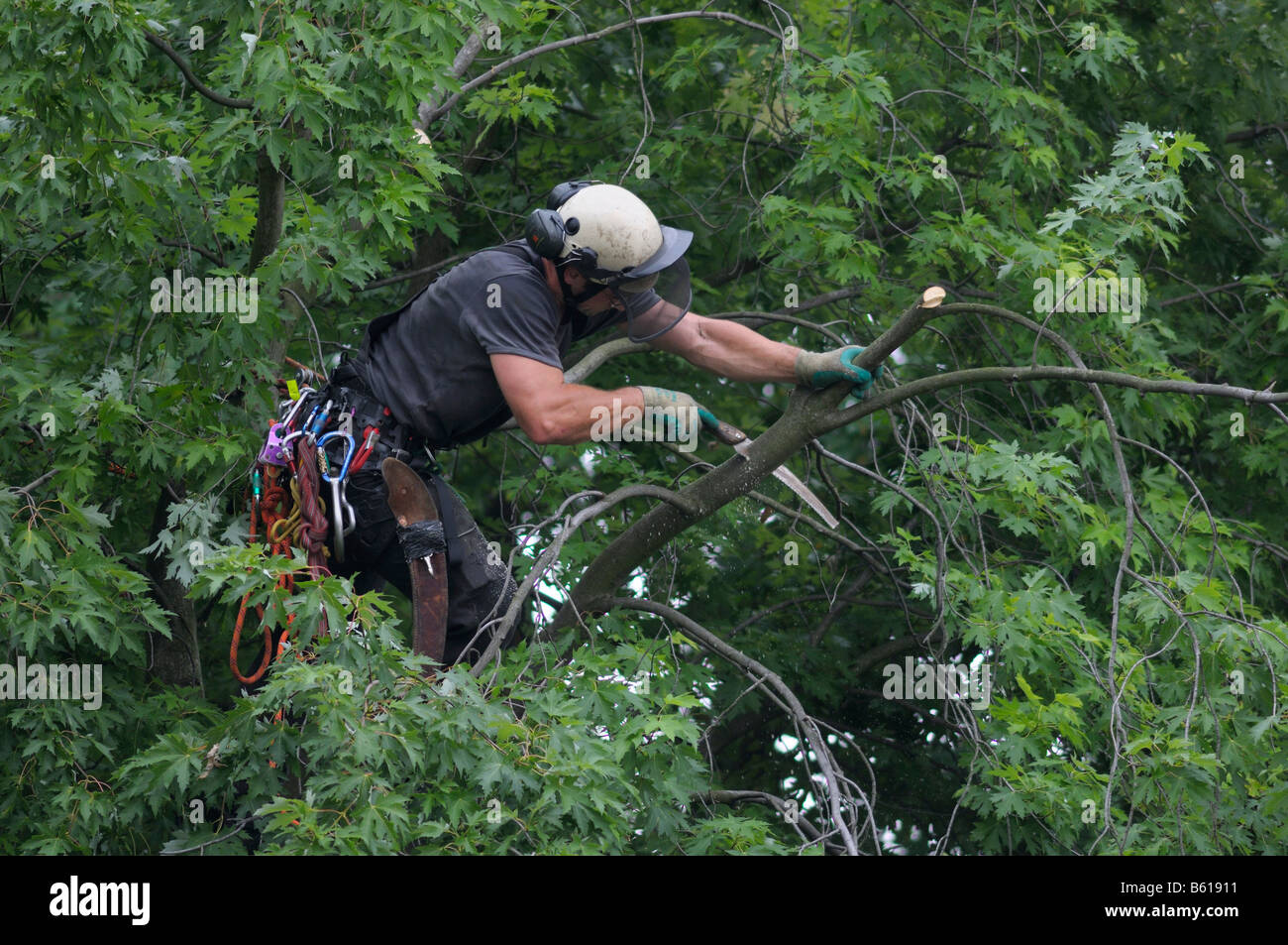 Tree cura, utilizzando la corda di arrampicata tecnica, arborist taglio un ramo della corona della struttura ad albero Foto Stock