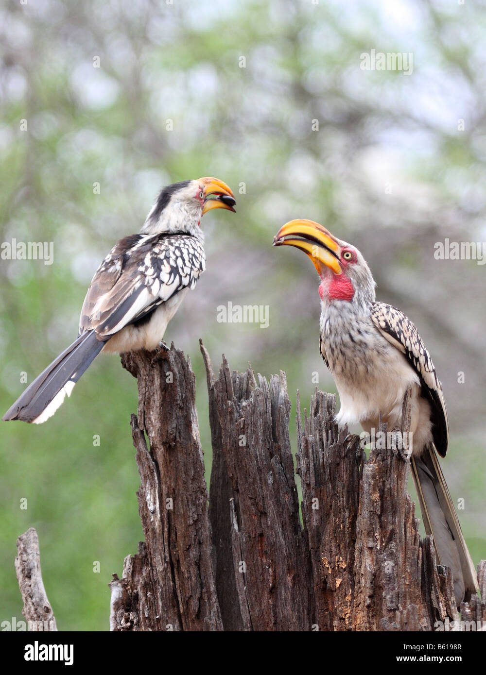 Southern yellowbilled hornbills condividendo un millepiedi Foto Stock