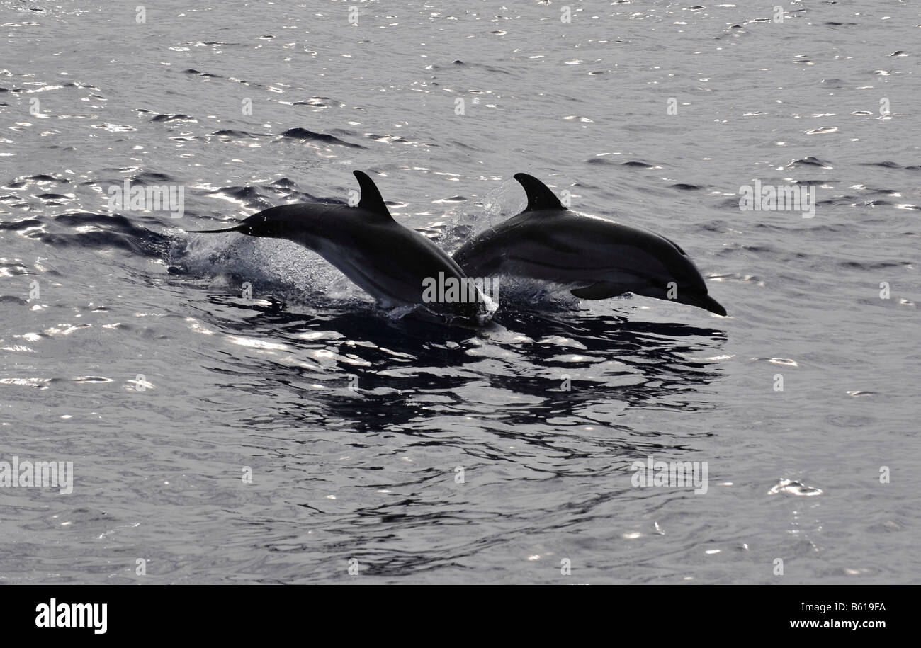 Due strisce di salto (delfini Stenella coeruleoalba) nel Mare Mediterraneo Foto Stock
