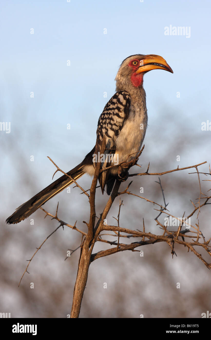Southern Yellow fatturati hornbill tockus erythrorhynchus singolo adulto maschio Foto Stock