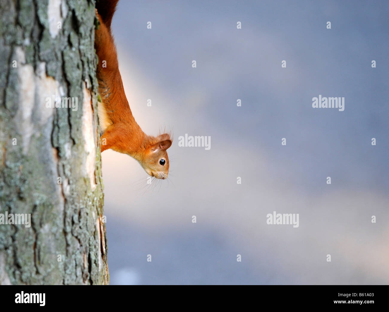 Rosso o rosso eurasiatico scoiattolo (Sciurus vulgaris) seduta capovolto su un tronco di albero Foto Stock