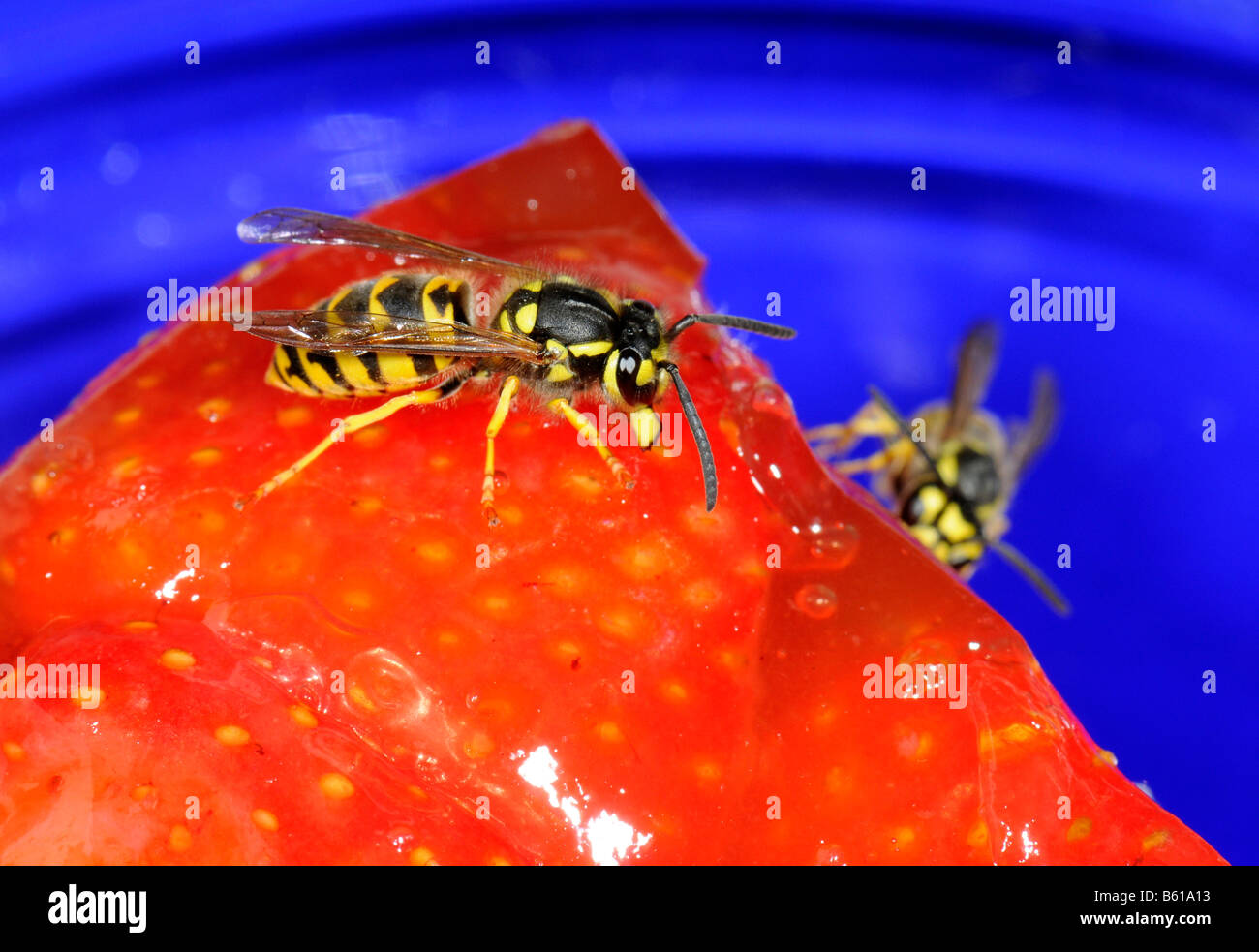 Tedesco o Europeo di vespe (Vespula germanica) il taglio della torta di fragole Foto Stock