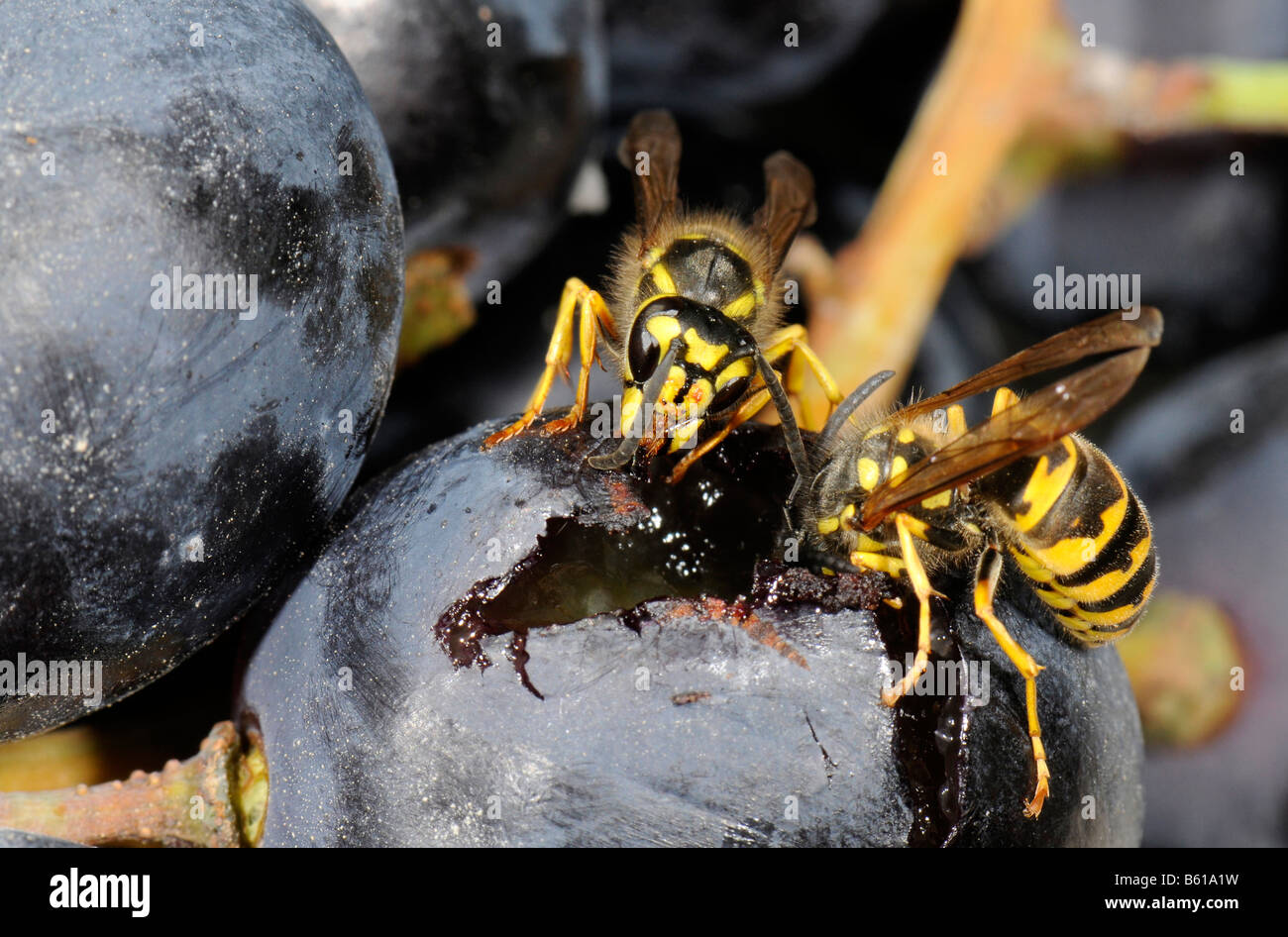 Tedesco o Europeo di vespe (Vespula germanica) alimentazione sulle uve rosse Foto Stock
