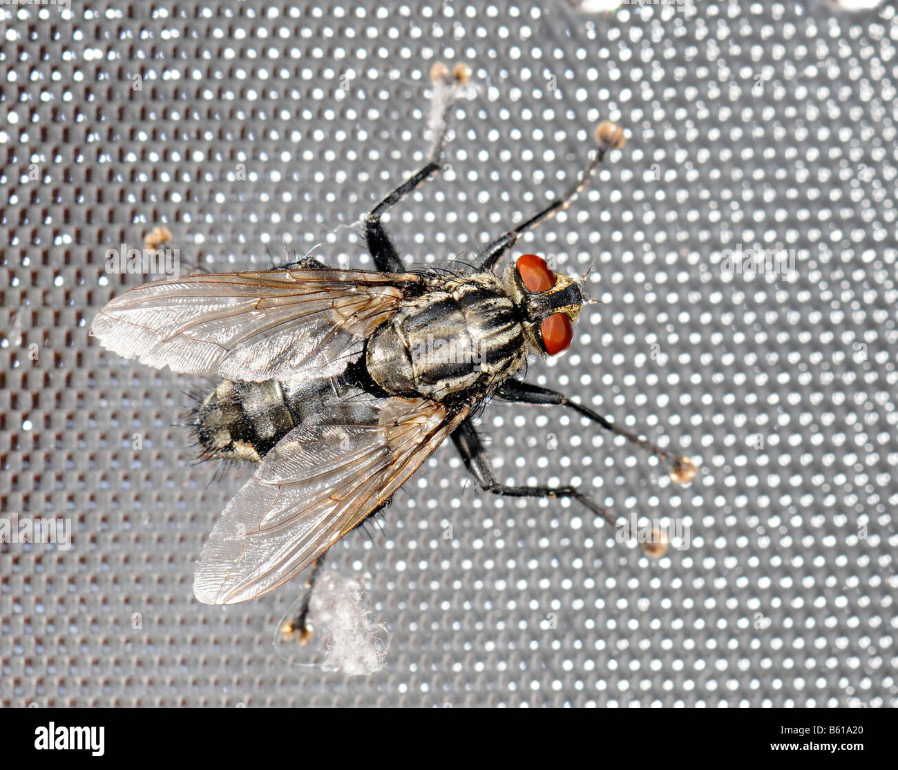 (Housefly Musca domestica) Foto Stock