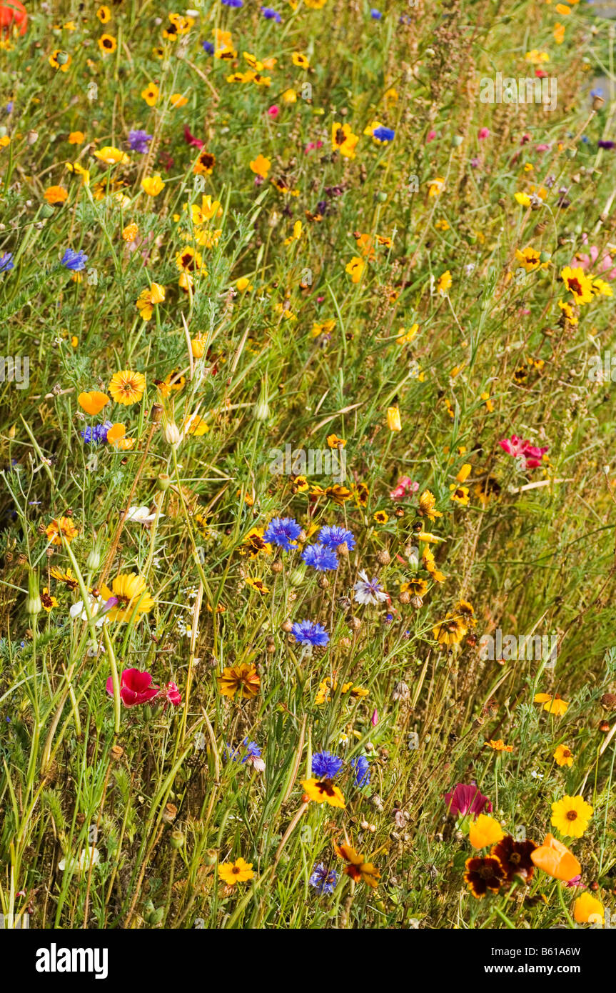 Prato con fiori selvatici in Pont Aven, Bretagne, Francia, Europa Foto Stock