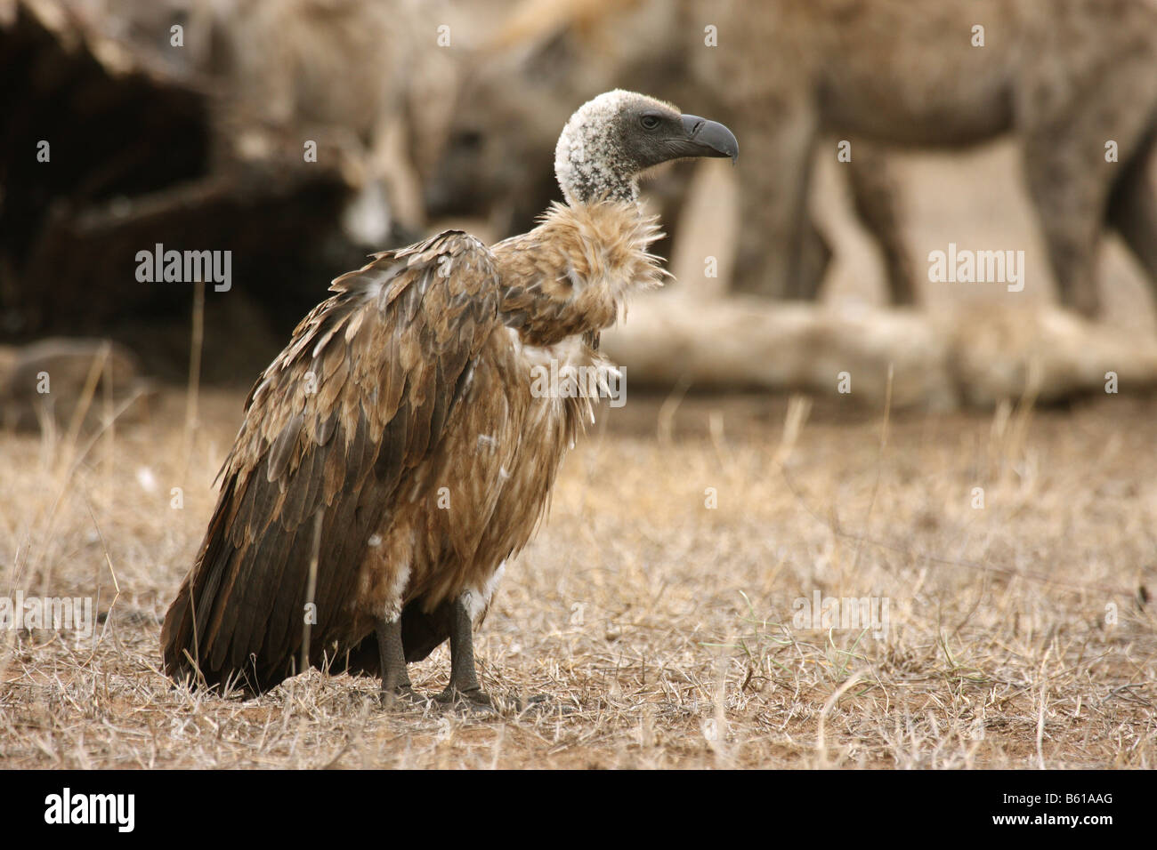 Cape vulture gyps coprotheres singolo adulto in appoggio sul terreno di fronte a iene Foto Stock