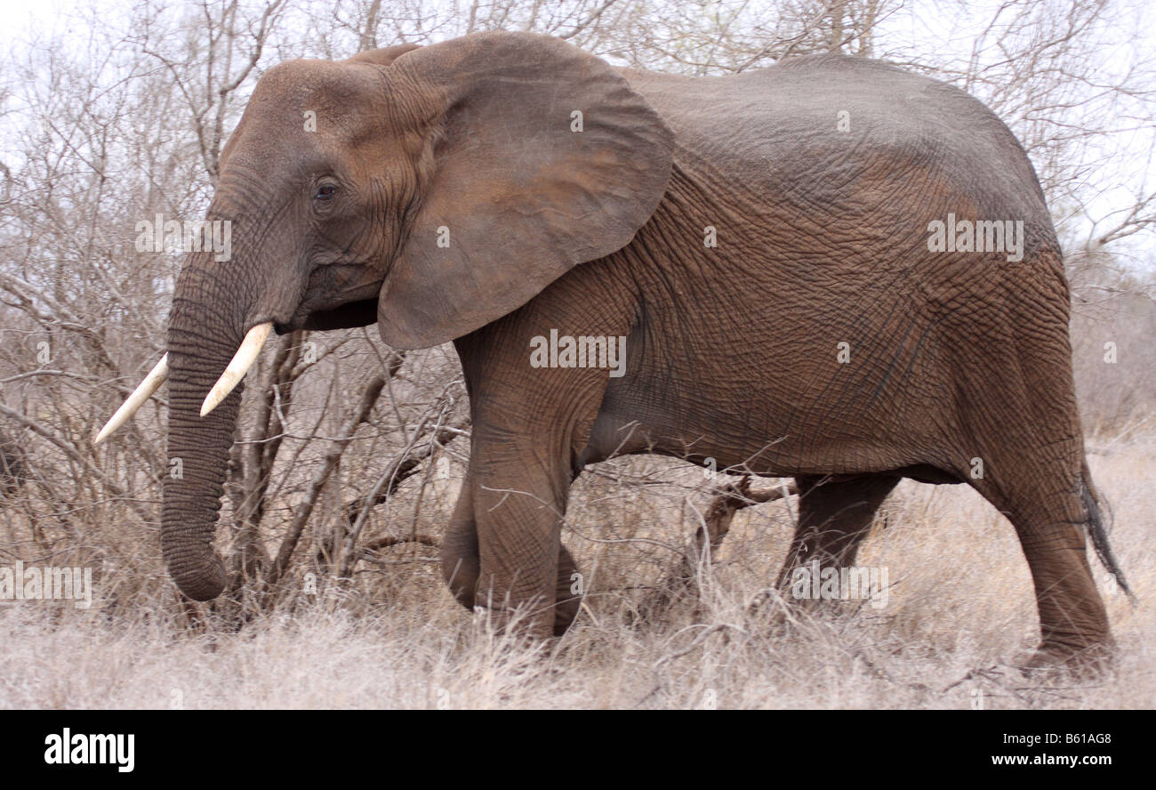 Elefante africano Loxodonta africana unica femmina adulta Foto Stock