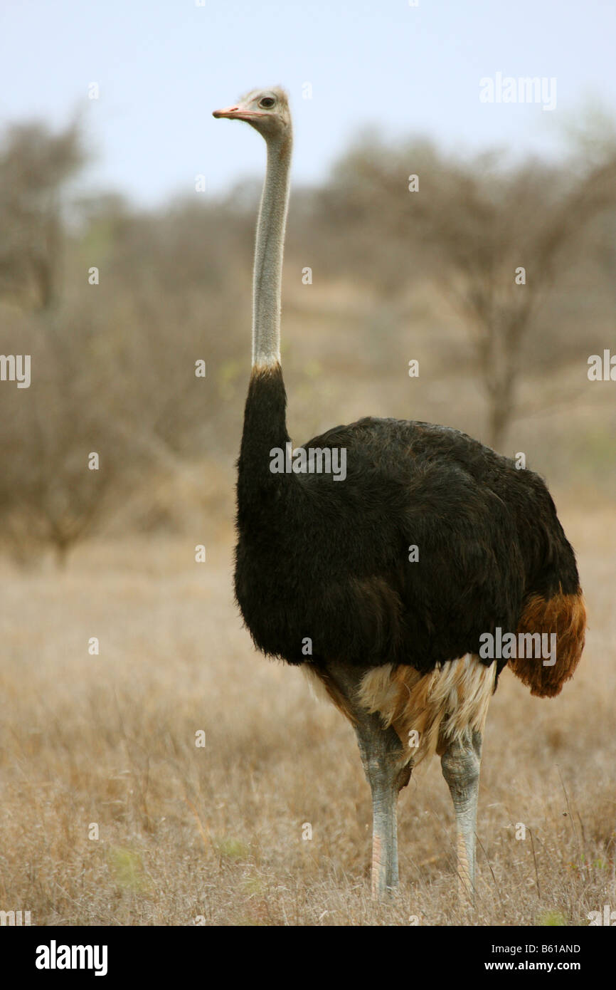 Struzzo Struthio camelus unico maschio adulto in piedi Foto Stock