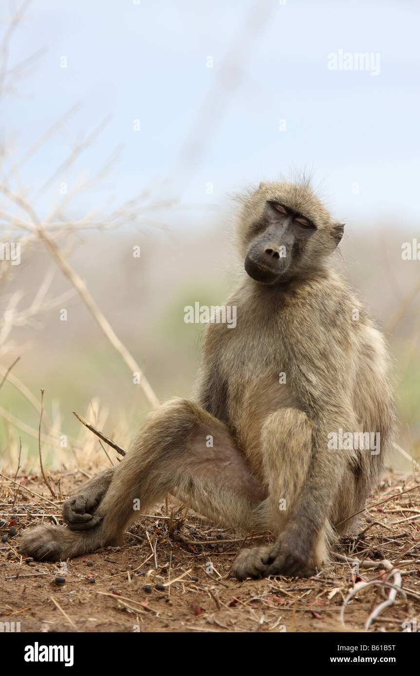Chacma baboon papio ursinus singolo adulto in appoggio sul terreno Foto Stock