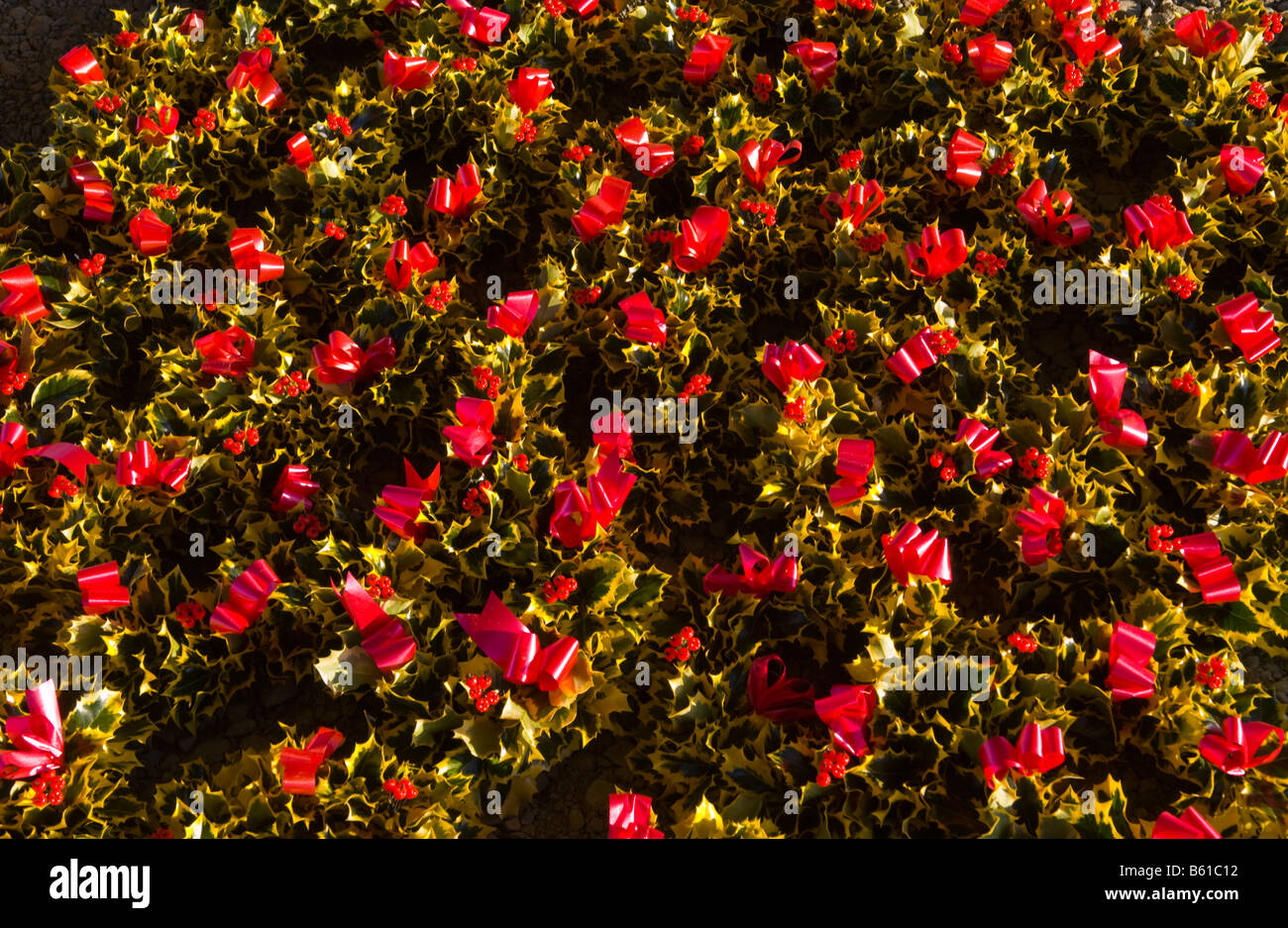 Commercio all'ingrosso annuale asta di ghirlande, agrifoglio e vischio per le decorazioni di Natale a Little Hereford, Shropshire, Inghilterra, Regno Unito Foto Stock