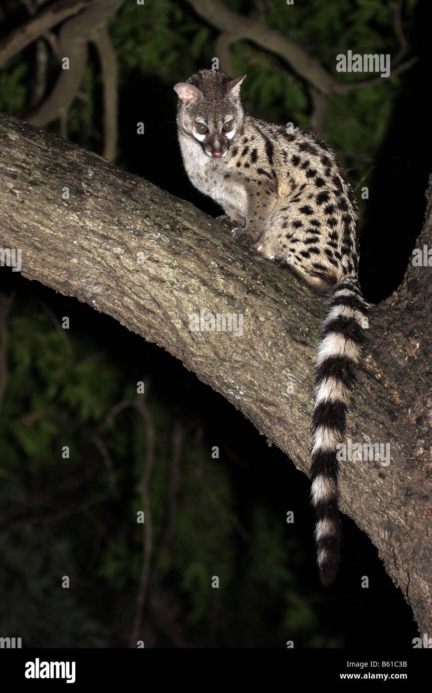 Common genet, genetta genetta, singolo adulto seduto in un albero di notte Foto Stock